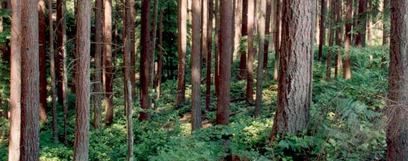 Lyndale Park
