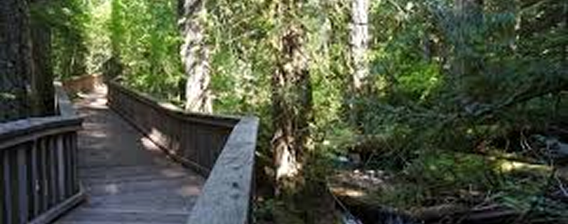 North Creek Forest