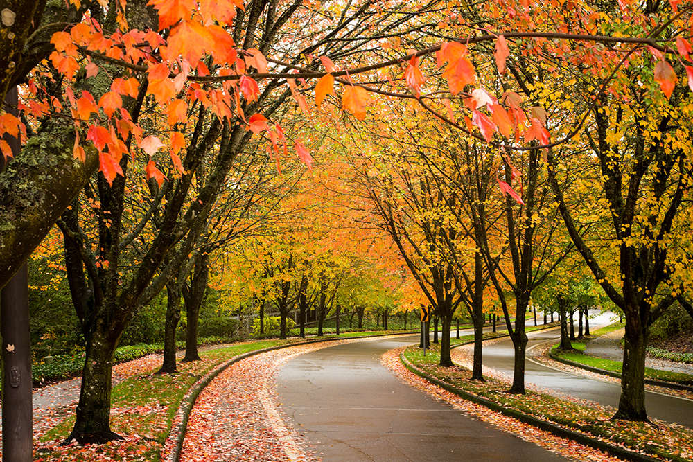 Tigard